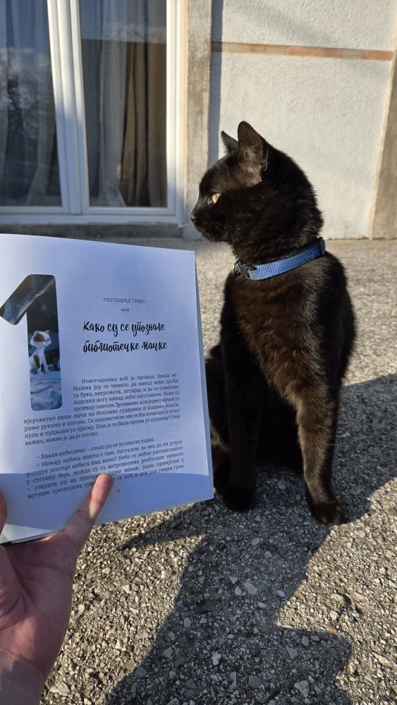 Bibliotečke mačke spavaju naopačke! Dakako!